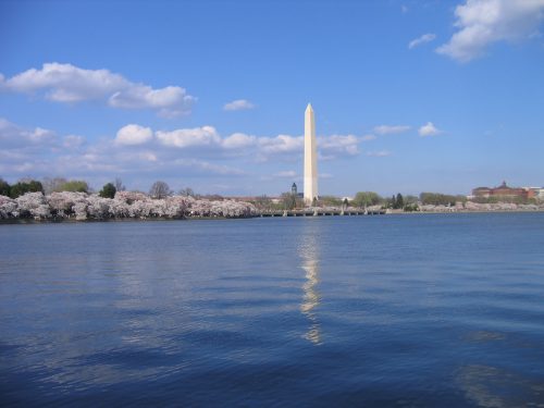 IMG_2314_-_Washington_DC_-_Washington_Monument_-_Cherry_Blossoms
